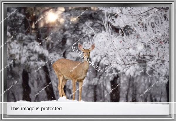 Deer standing in snow by berry tree. Frost sunrise golden hour morning Fargo North Dakota fine art photography print