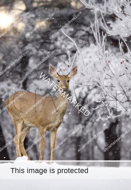 Deer standing in snow by berry tree. Frost sunrise golden hour morning Fargo North Dakota fine art photography print