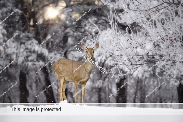 Deer standing in snow by berry tree. Frost sunrise golden hour morning Fargo North Dakota fine art photography print