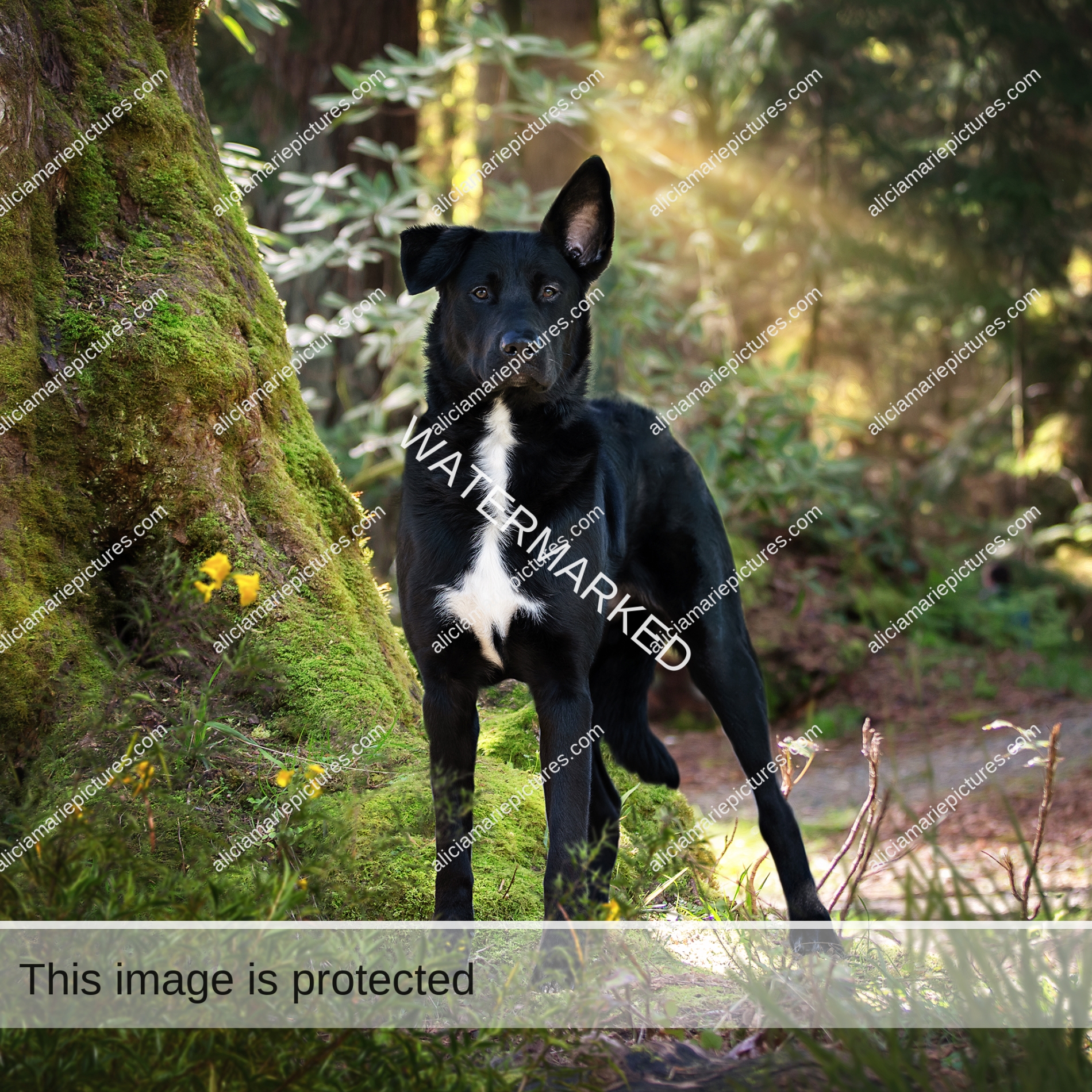 Fine art Photography rescue Shepherd mutt dog standing in forest at golden hour