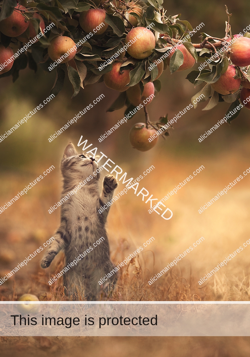 Kitten reaching for apple tree in harvest field Autumn sunset golden hour