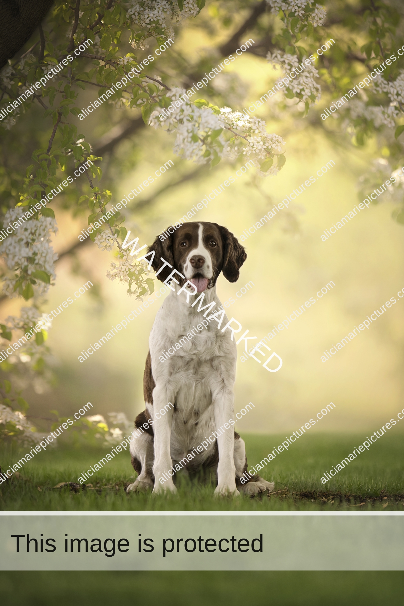 Fine art photography of springer spaniel dog sitting in grass by flowering blossom tree in spring at golden hour