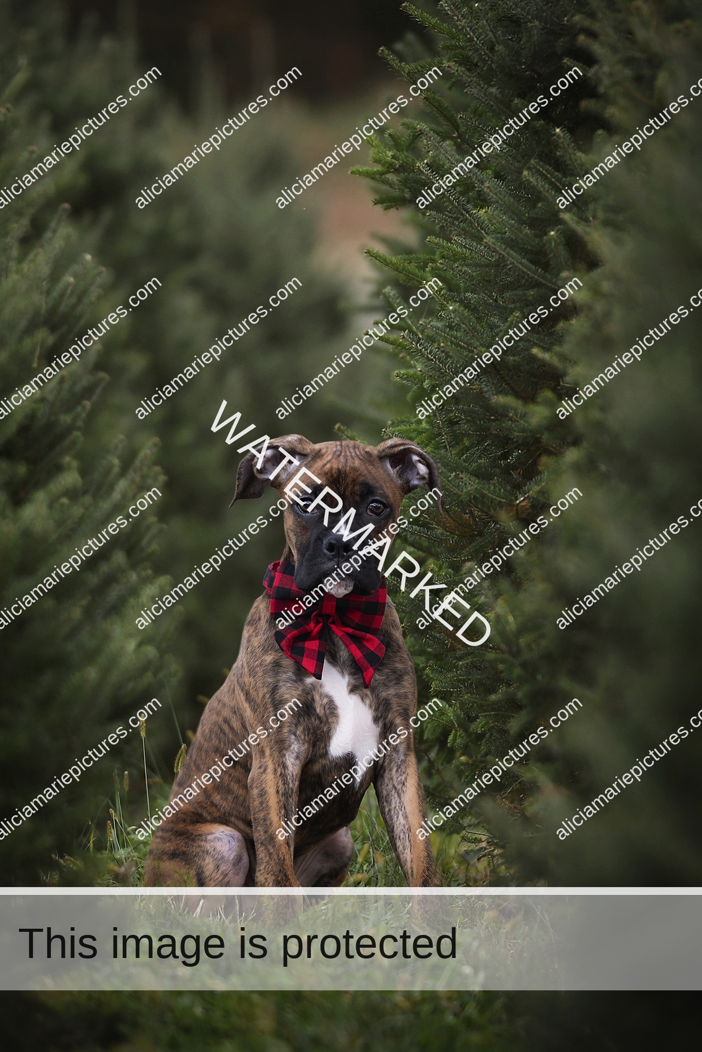 Boxer puppy sitting in grass around evergreen tree farm with checkered bow tie