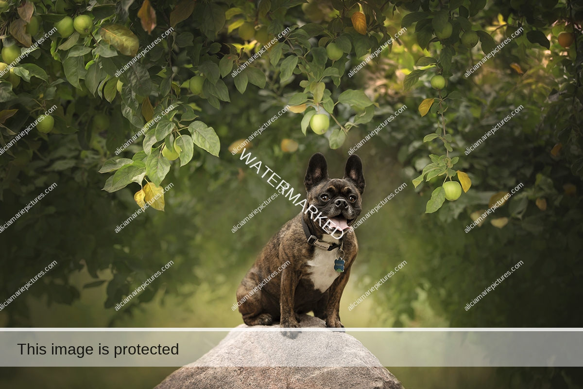 French bulldog sitting on rock posing in front of autumn leaves fine art dog photography