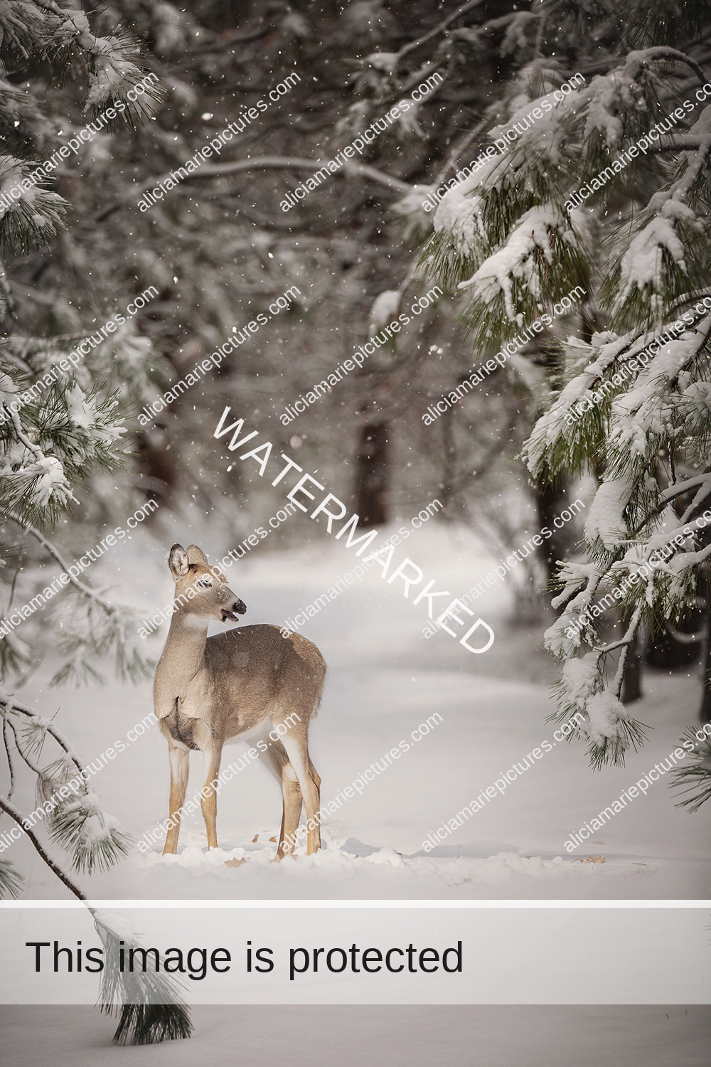 Fine art photography white-tailed deer walking in snowy winter nature landscape in Fargo, North Dakota