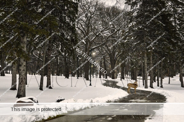 Winter pathway with deer. Vintage memory fine art photography print Fargo North Dakota